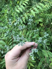 Neolasioptera perfoliata