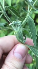 Neolasioptera perfoliata