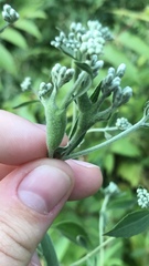 Neolasioptera perfoliata