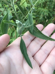 Neolasioptera perfoliata