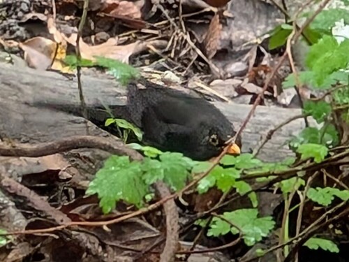 Amsel