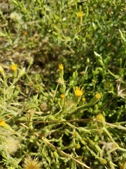 Heterotheca oregona