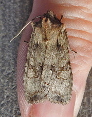 Lithophane disposita