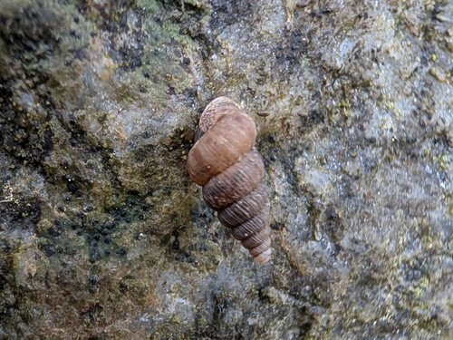 Kleine Walddeckelschnecke