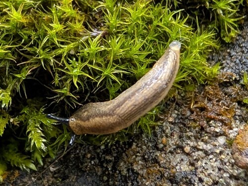 Gemeine Wegschnecke