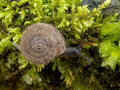 Gemeine Haarschnecke