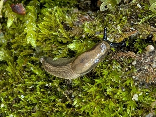 Gemeine Wegschnecke
