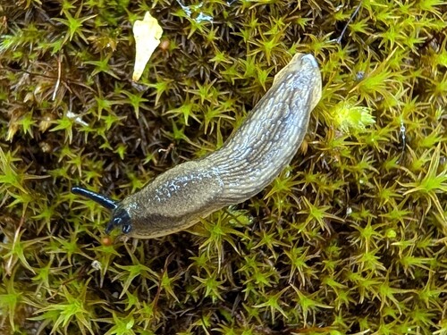 Gemeine Wegschnecke