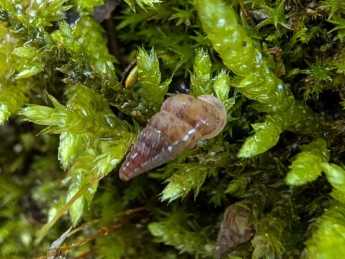 Kleine Walddeckelschnecke
