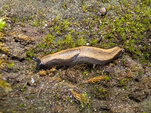 Gemeine Wegschnecke