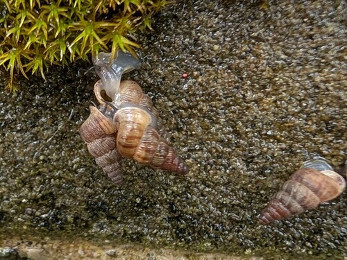 Kleine Walddeckelschnecke
