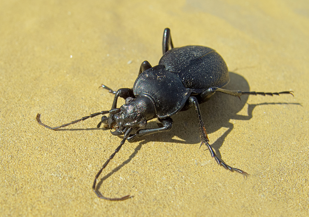 Carabus coriaceus