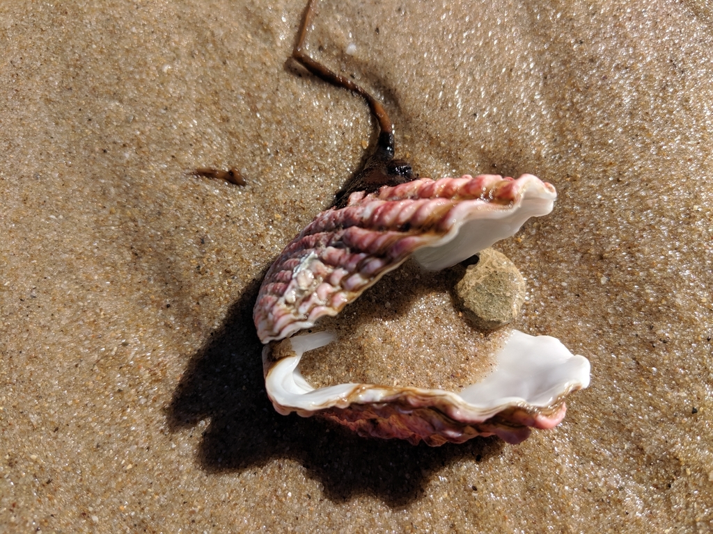 Large-ribbed cardita