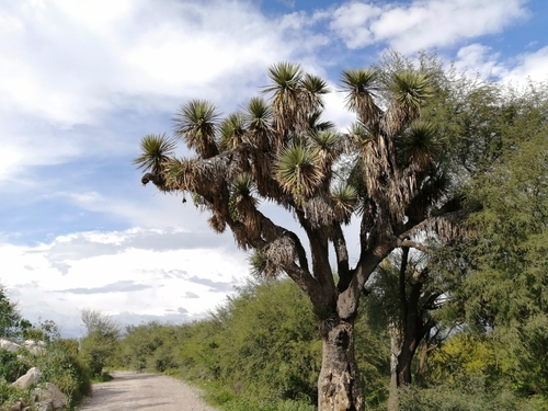 tree yucca