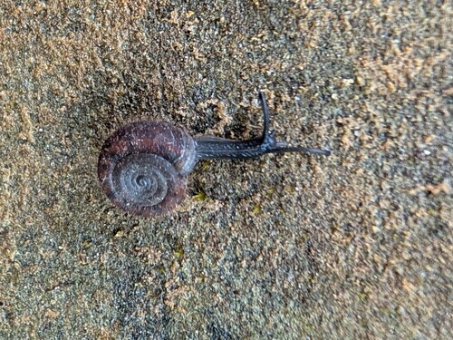 Riemenschnecke