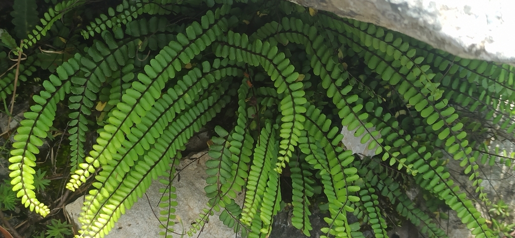 Maidenhair spleenwort