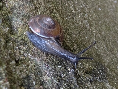 Kantige Laubschnecke