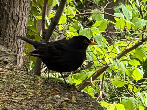 Amsel