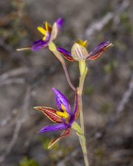 Thelymitra pulcherrima