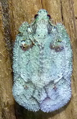 Flataloides scabrosus