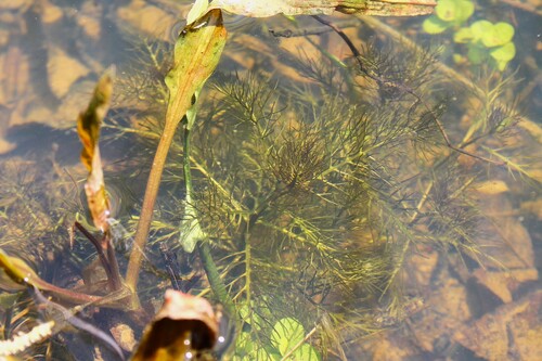Image of Rorippa aquatica by (c) Dominic, some rights reserved (CC BY)