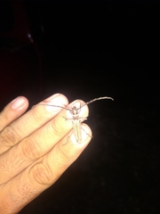 Aneflus glabropunctatus