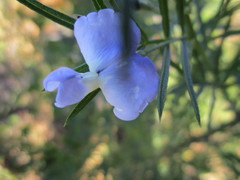 Psoralea affinis