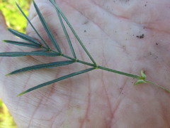 Psoralea affinis