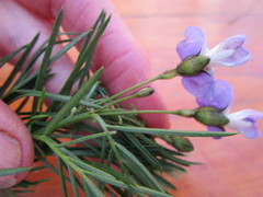 Psoralea affinis