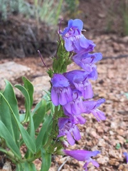 Penstemon glaber