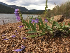 Penstemon glaber