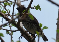 Platyspiza crassirostris