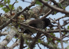 Platyspiza crassirostris