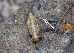 Nesoecia cooksonii