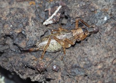 Nesoecia cooksonii
