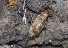 Nesoecia cooksonii