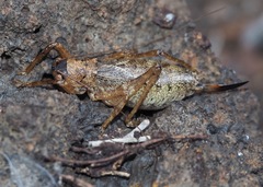 Nesoecia cooksonii