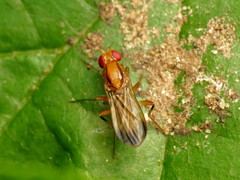Clusia lateralis