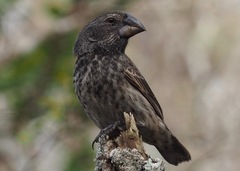 Large Ground-Finch photo 4