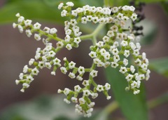 Heliotropium angiospermum