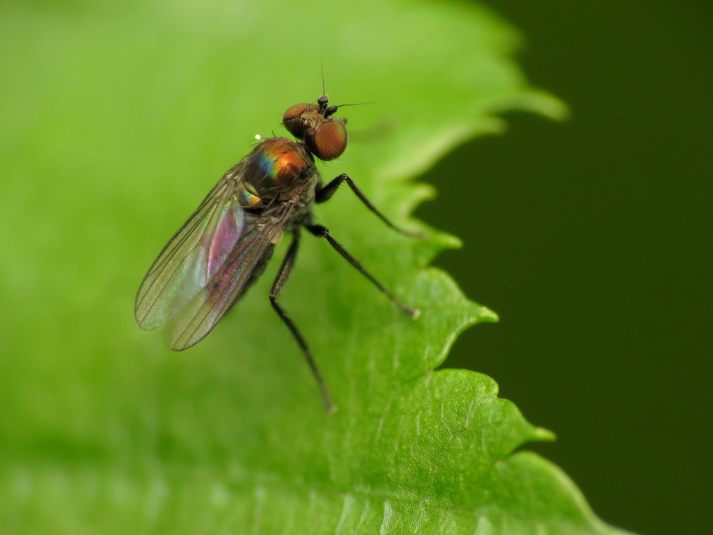 Chrysotus subcostatus