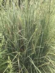 Thinopyrum elongatum