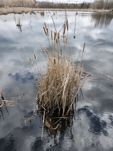Typha angustifolia iNat (3)