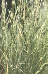 Thinopyrum elongatum