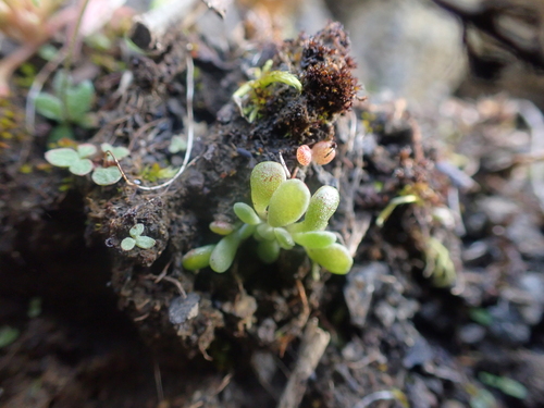 Image of Leiberg Stonecrop (Sedum leibergii) by no rights reserved