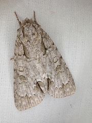 Acronicta spinigera