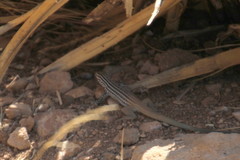 Aspidoscelis scalaris