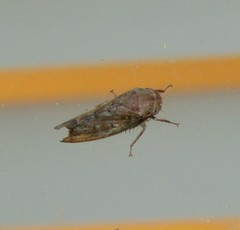 Ponana quadralaba