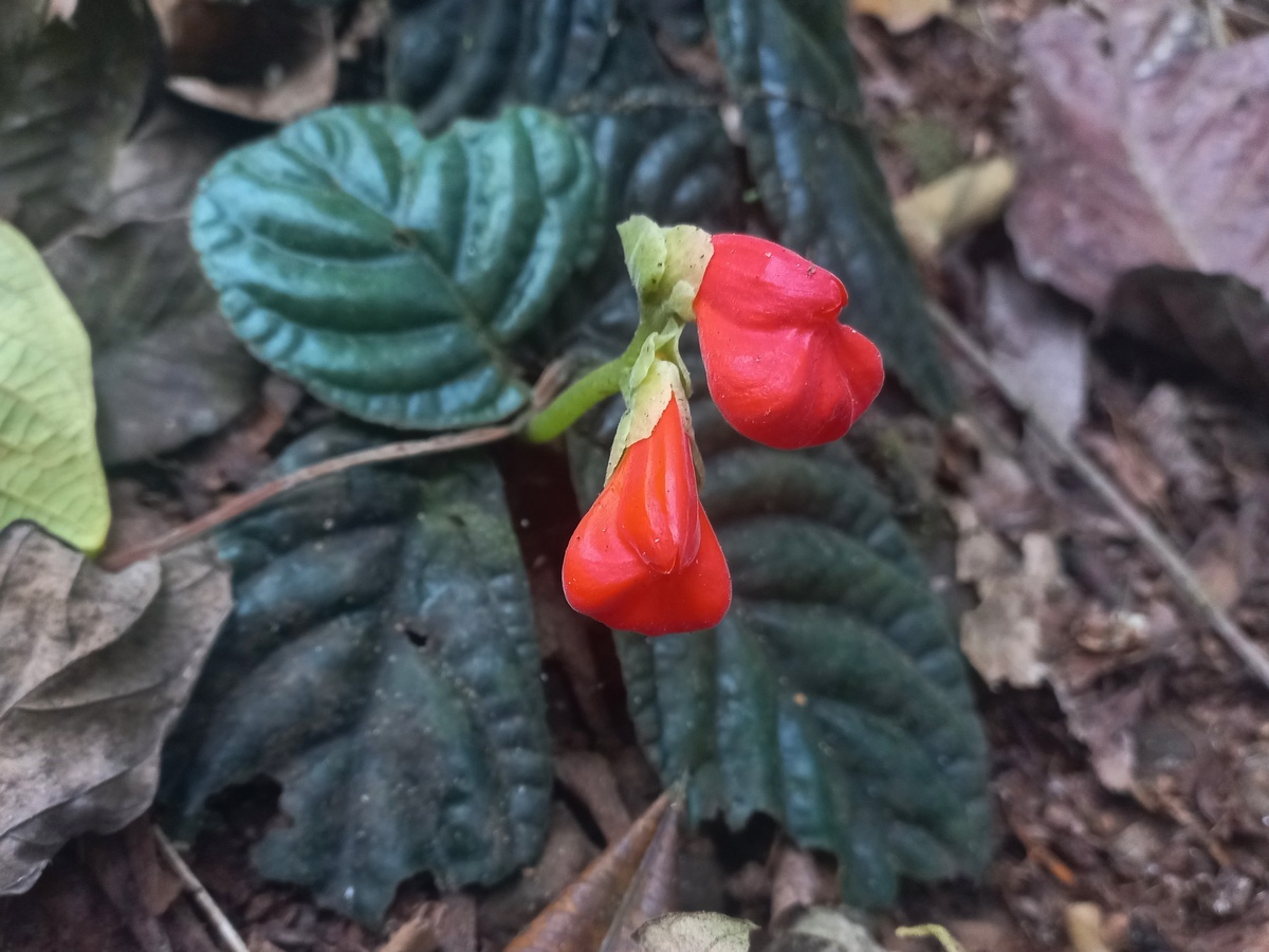 Gasteranthus crispus