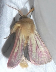 Nephelodes carminata